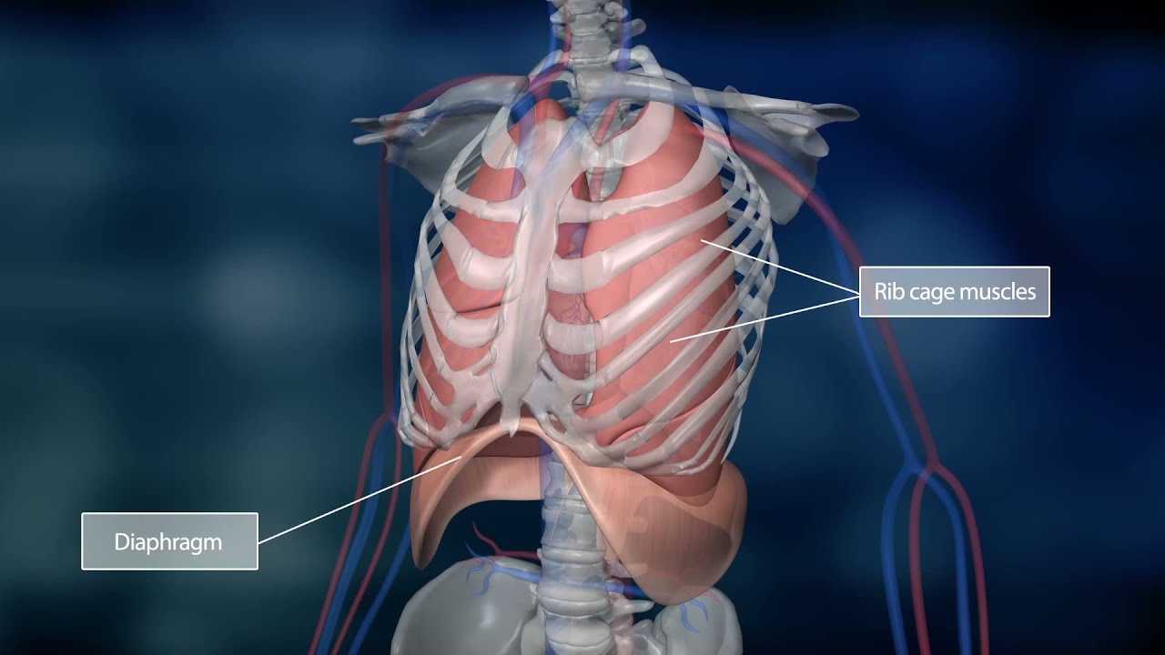 Science of Us | The Lungs and the Pulmonary Circuit | Bayer