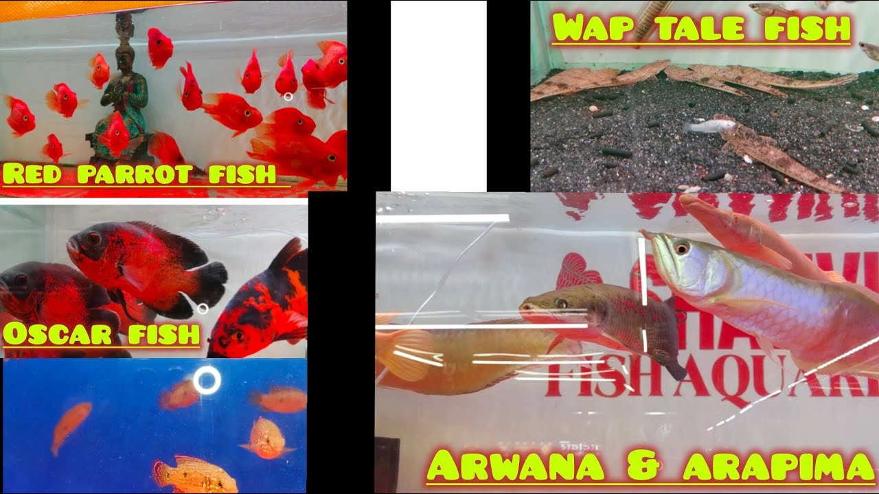Shanvi Fish Aquarium Fish Stock  Full Tour & Secret Tips