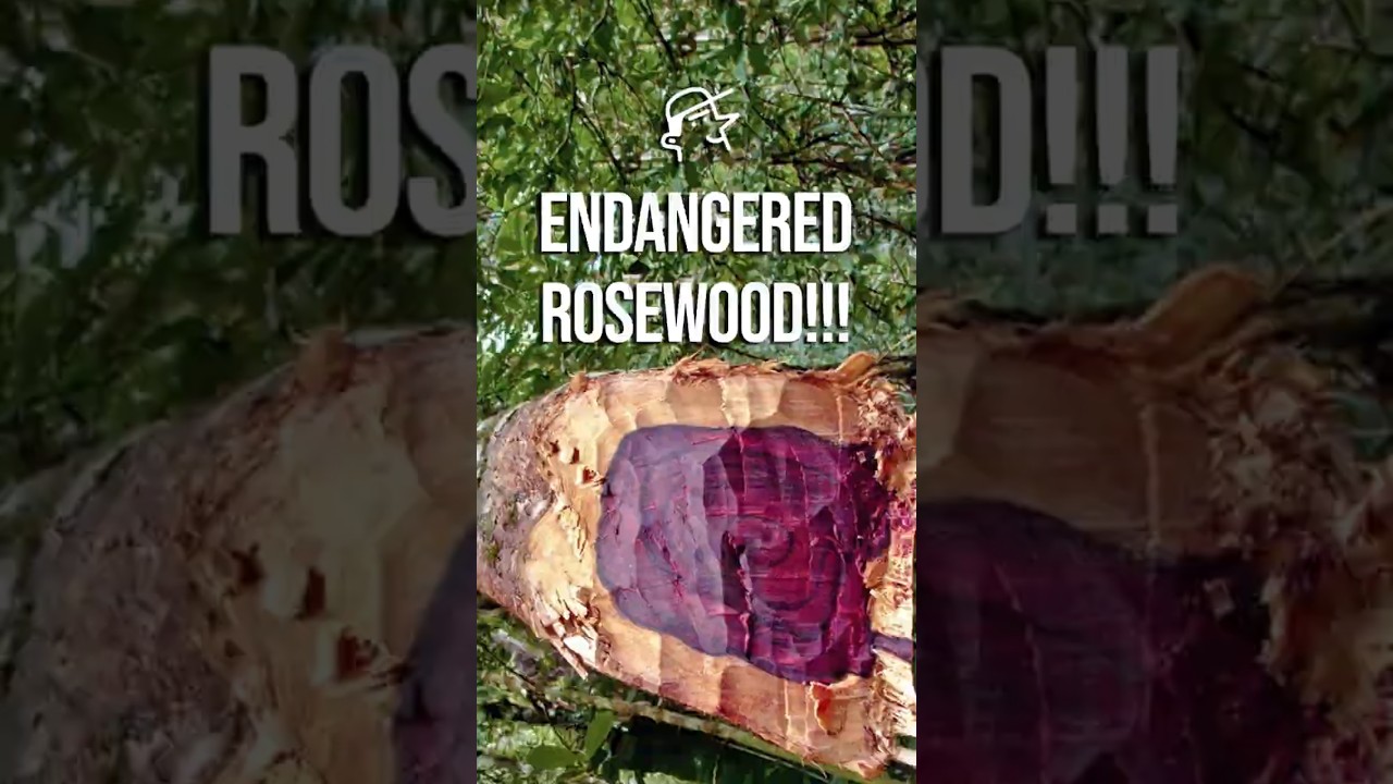 РОУСВУД: Красота под запретом? 🌹 Почему это дерево попало под запрет