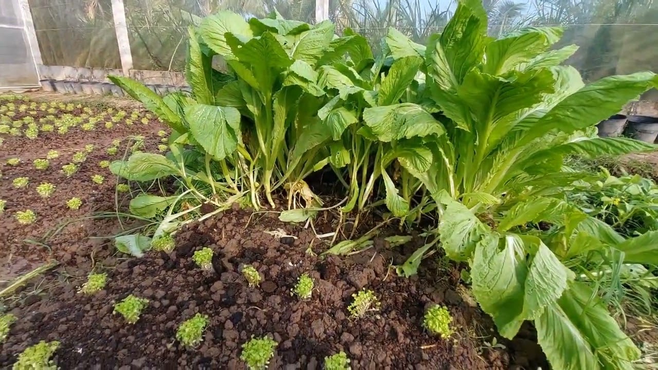 Tham quan vườn rau hữu cơ trong nhà lưới