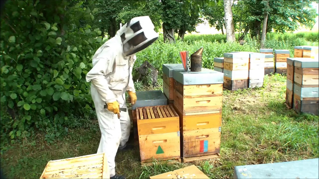 La récolte du miel