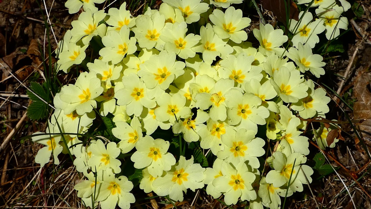 Primeln (Primula) im M&auml;rz. Garten, Natur Spaziergang im Fr&uuml;hling Sonne tanken am eigenen Grund. fz82