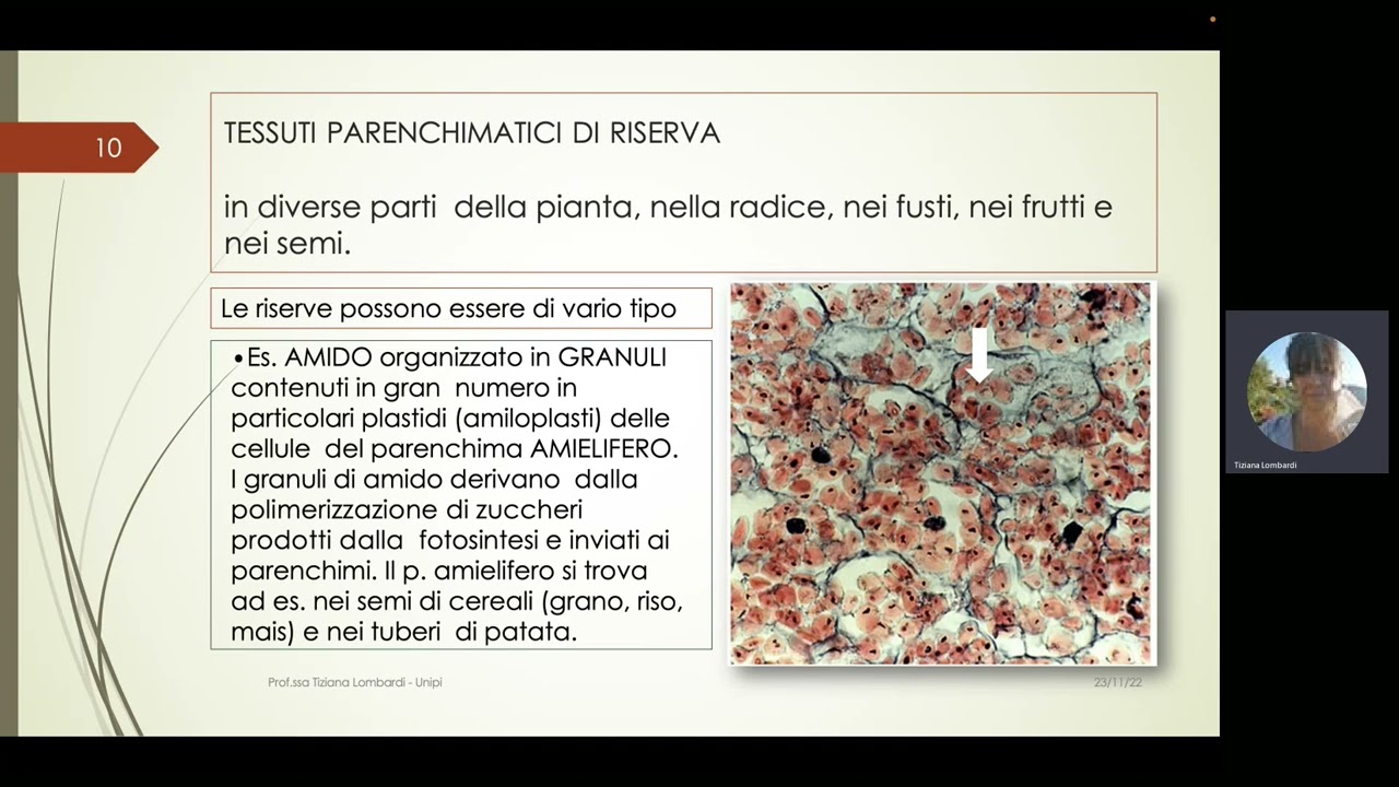 Tessuti adulti   Epidermici, Parenchimatici, Meccanici