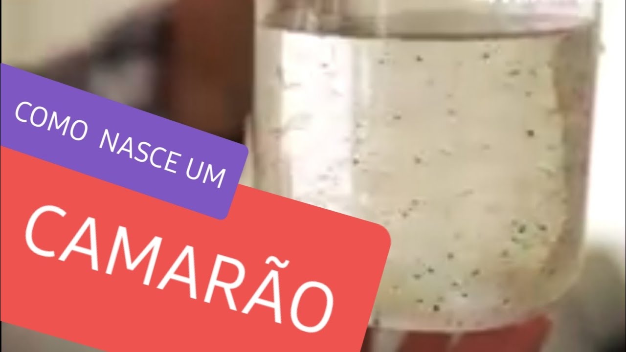 PÓS-LARVA DE CAMARÃO: Conheça o processo desde o nascimento!