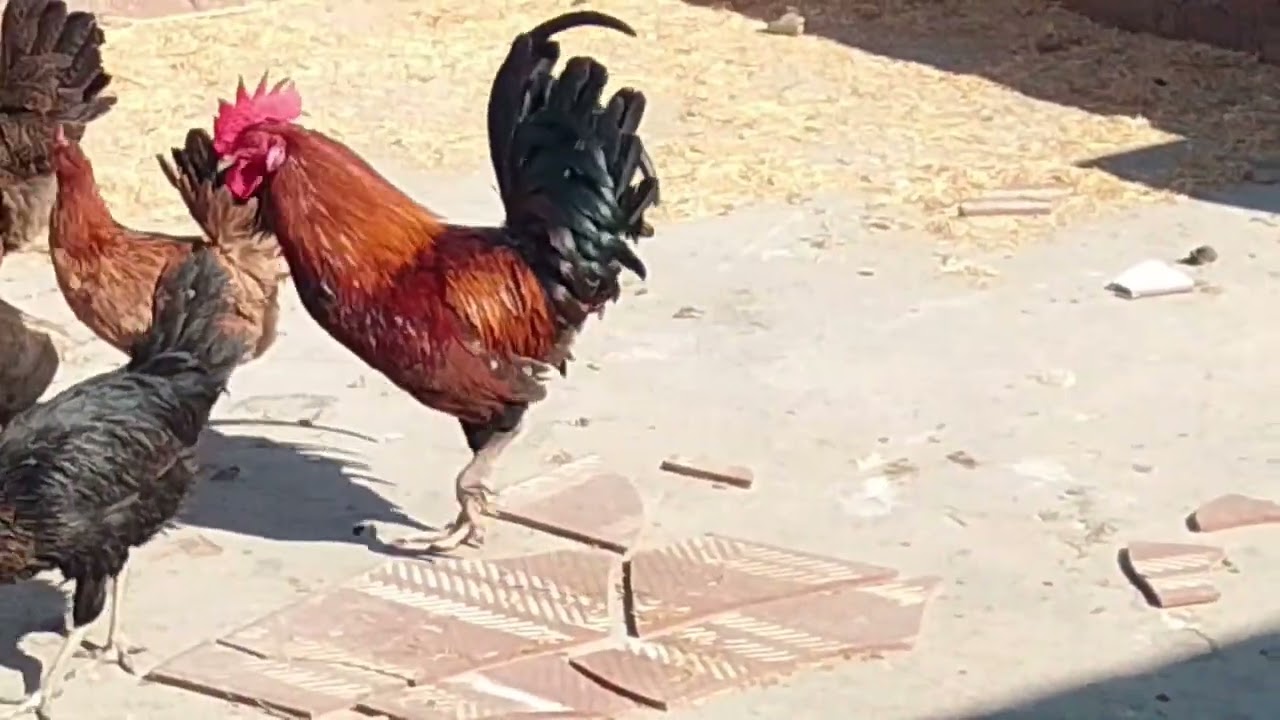 بداية اليوم مع الطيور ☺️☺️🧡#حياتي_في_الريف 