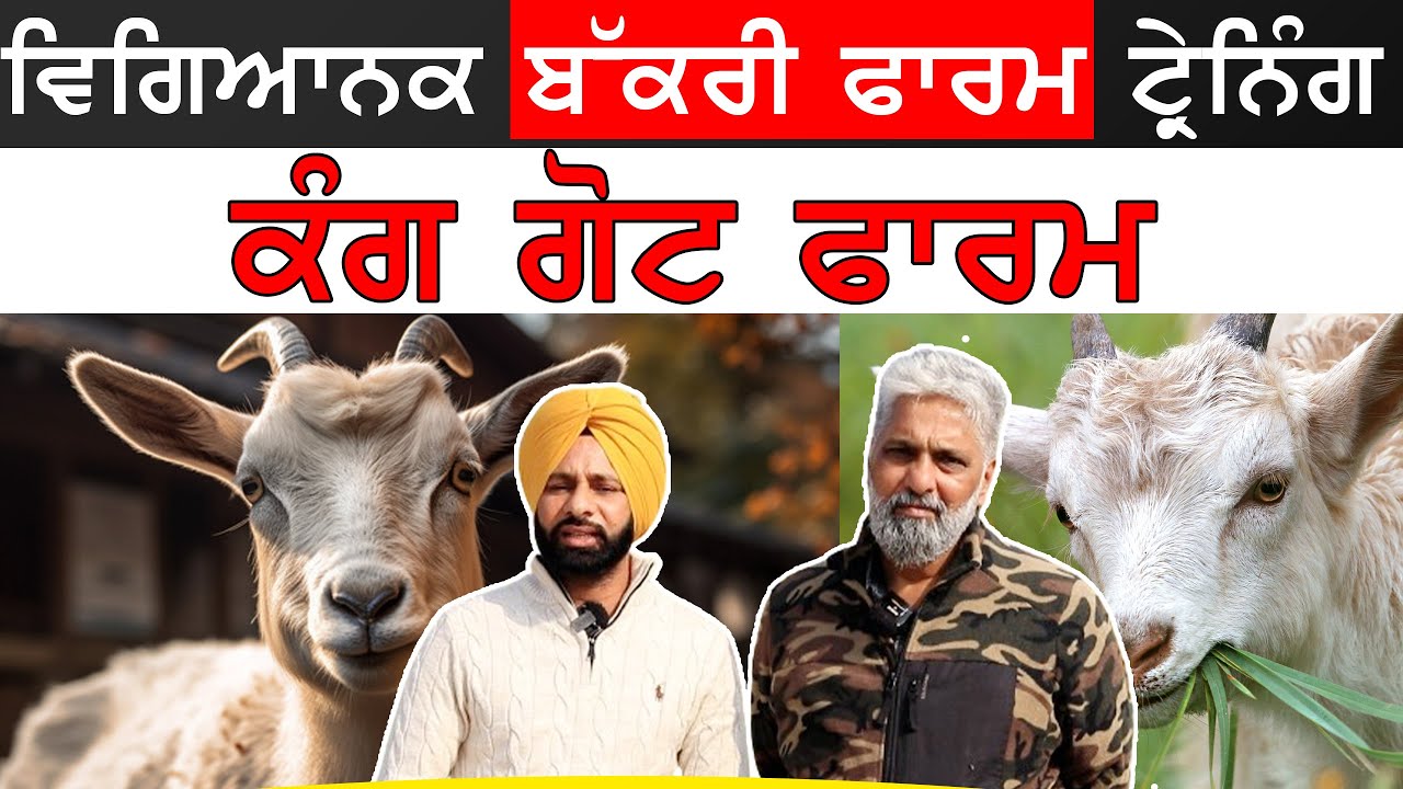 Kang Goat Farm - ਵਿਗਿਆਨਕ ਬੱਕਰੀ ਫਾਰਮ ਟ੍ਰੇਨਿੰਗ  ਕੰਗ ਗੋਟ ਫਾਰਮ  Goat farming | Breeding Farm | बकरी पालन