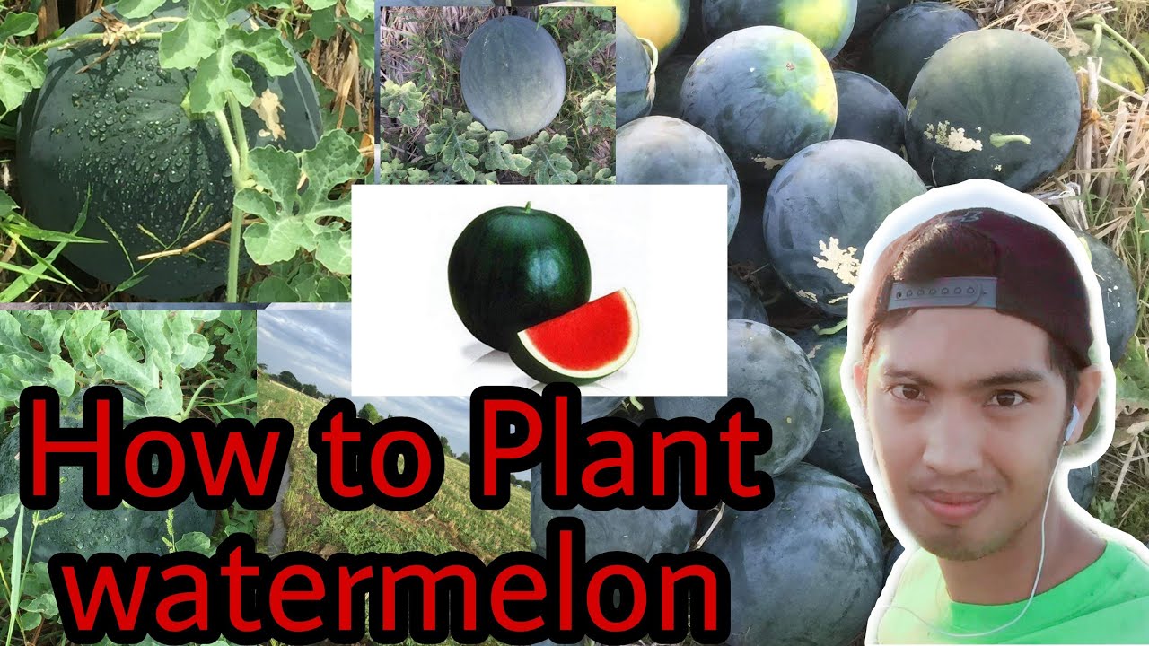 How to Plant Watermelon | Land Prep | Irrigation & Fertilization Guides | MRA DIARIES