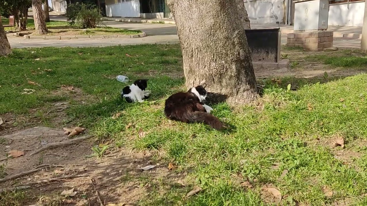 A Mother Cat Caring for Her Baby in the Park