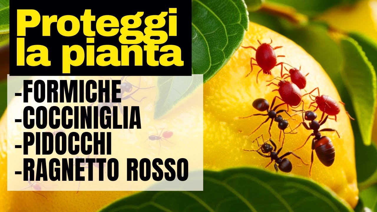 Risolvi Subito Questi PROBLEMI SULLA PIANTA DI LIMONE-Dormiche-Afidi-Cocciniglia e ragnetto ROSSO