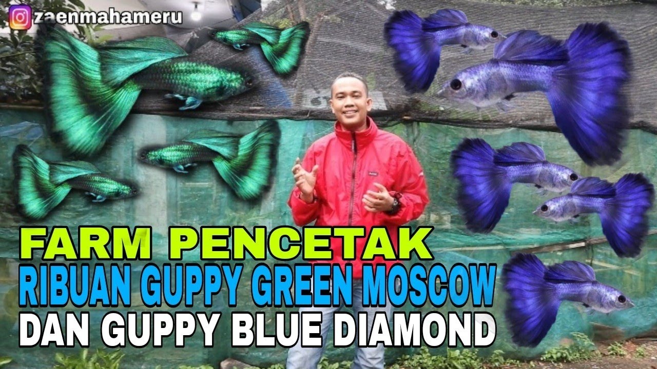 BUDIDAYA RIBUAN GUPPY BLUE DIAMOND DAN GREEN MOSCOW DI KOLAM TERPAL