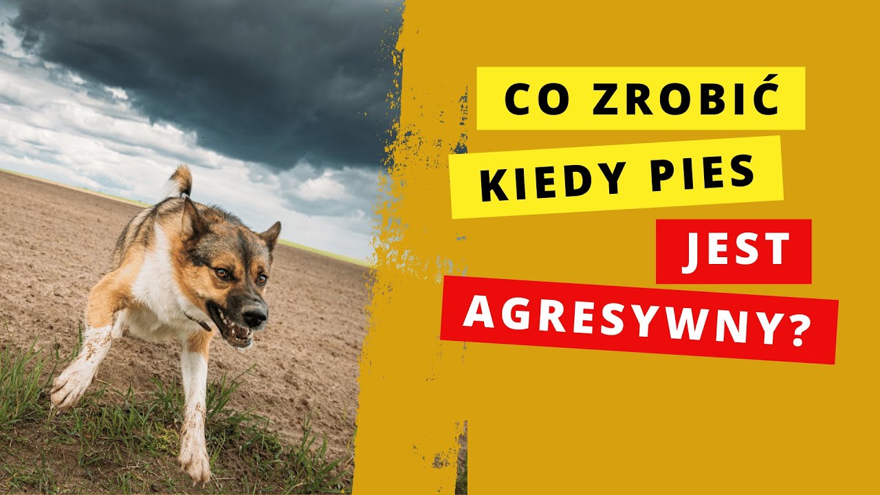 Agresja u psa. Jak sobie radzić.🐕🐕🐕