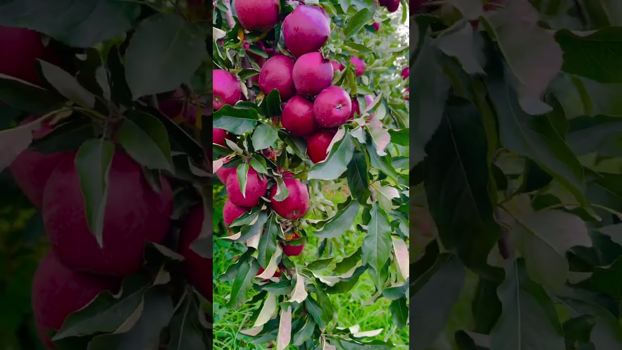 Apple Garden Anantnag jammu and kashmir #apple #nature #farming #kashmir #india