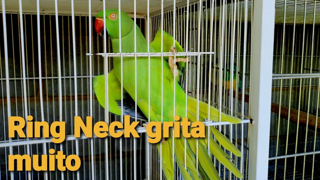 RING NECK GRITA MUITO?  4 K