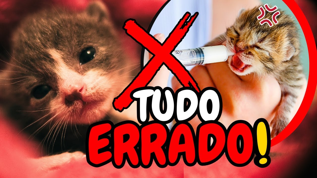 Gato RECÉM-NASCIDO ABANDONADO Sem a Mãe Gata | 8 ORIENTAÇÕES Sobre Como Cuidar de UM FILHOTE ÓRFÃO!