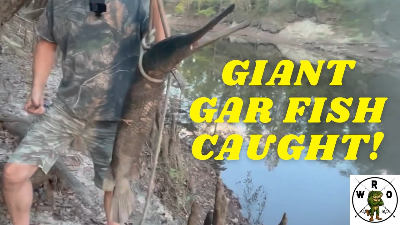 Unbelievable Giant Gar Catch! The Fish That Looks Like a Dinosaur
