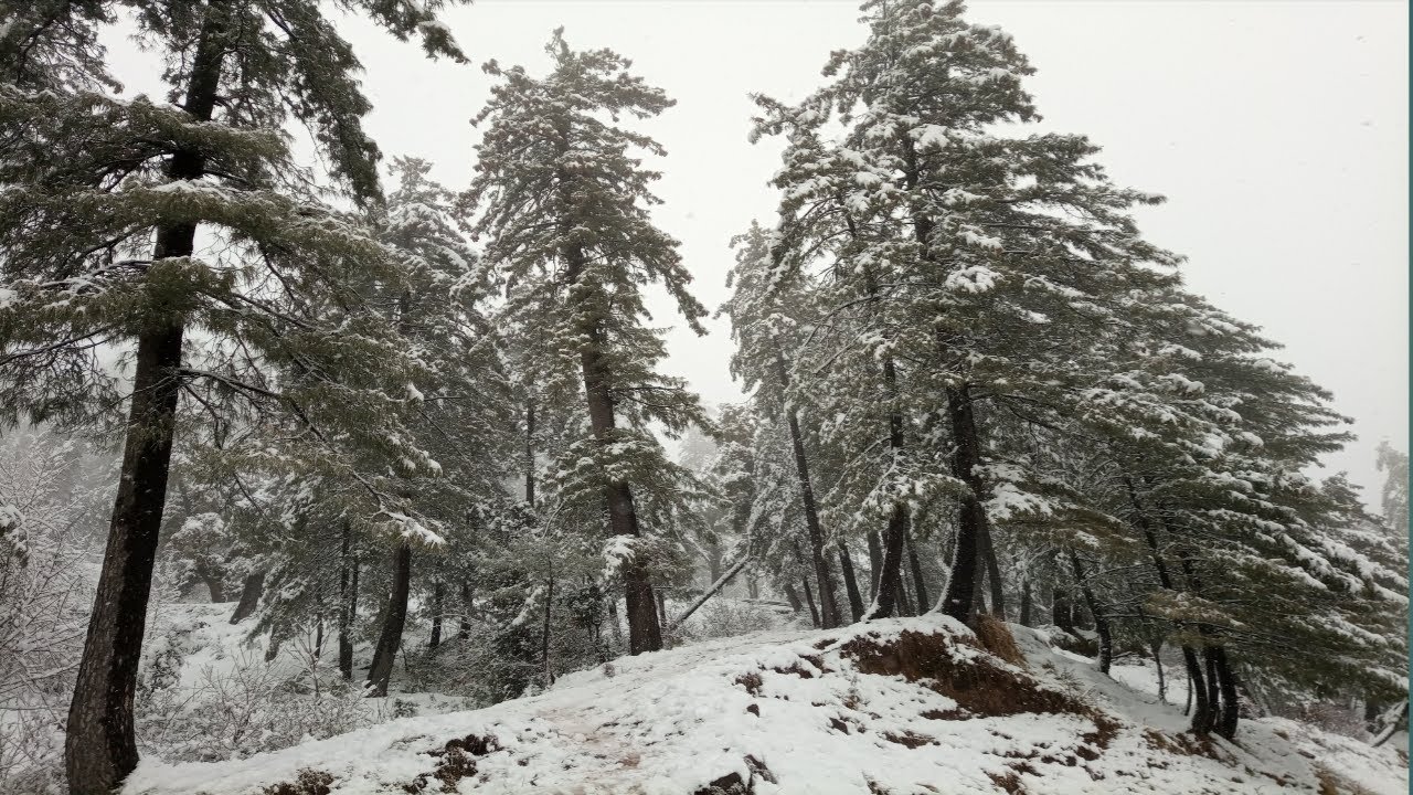 Today Murree Mallroad Live Snow Falling Updates murree snow video new video snow falling murree