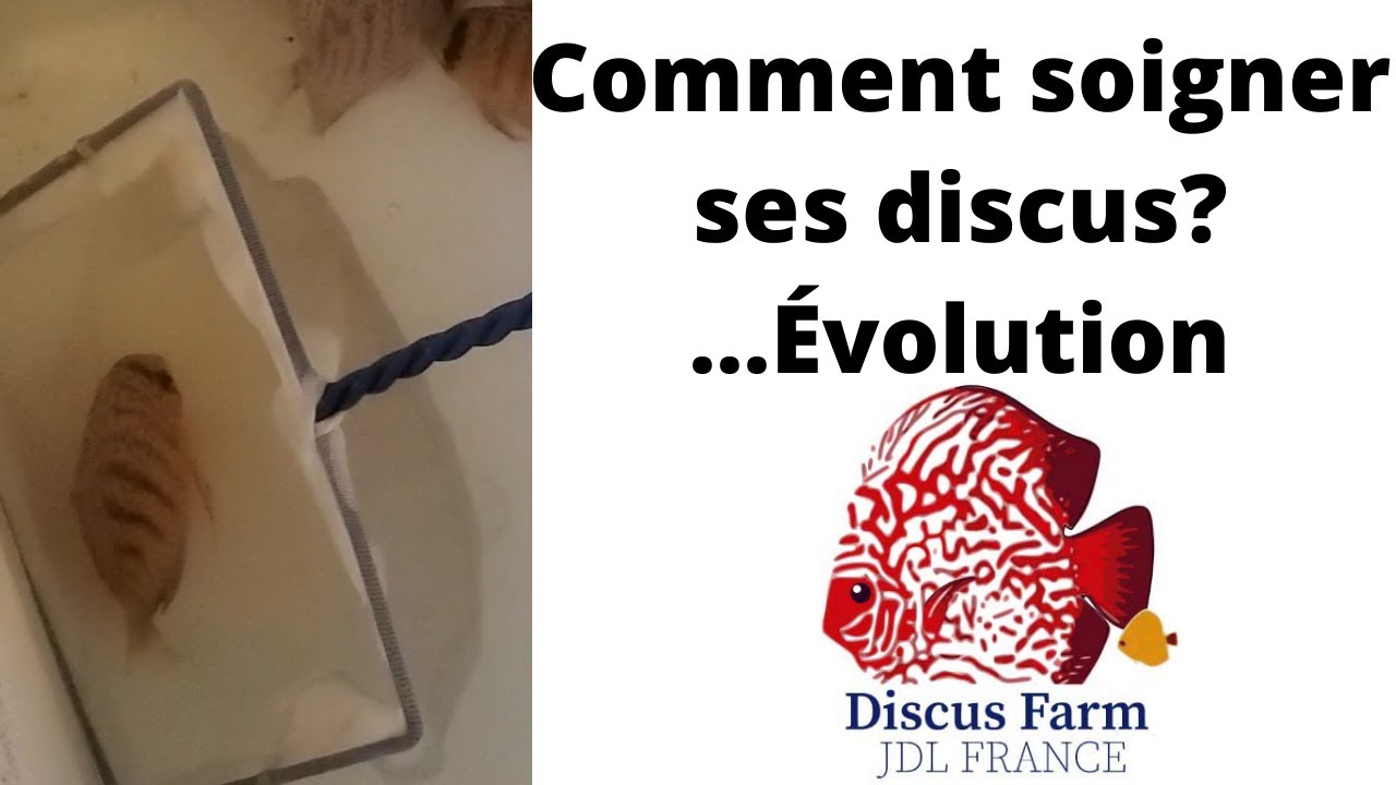 comment j'ai soigné mes discus