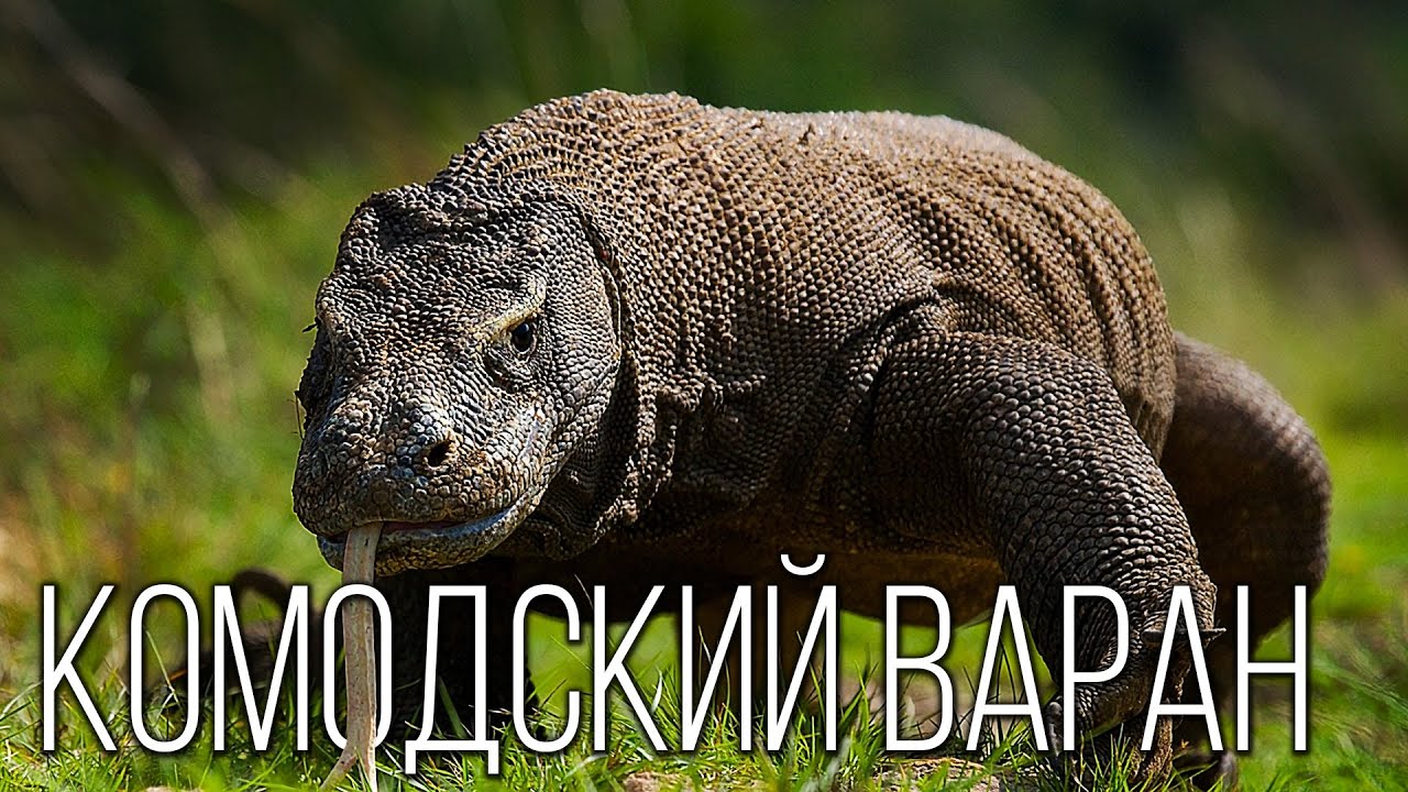 Комодский Варан: Опаснейшая Ящерица Планеты | Интересные факты про варанов