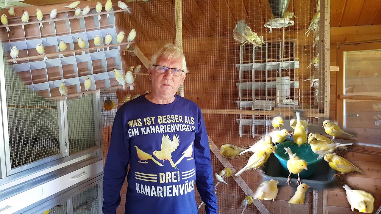 2025 08 Kanarienvögel bei Hitze 🐤🐥