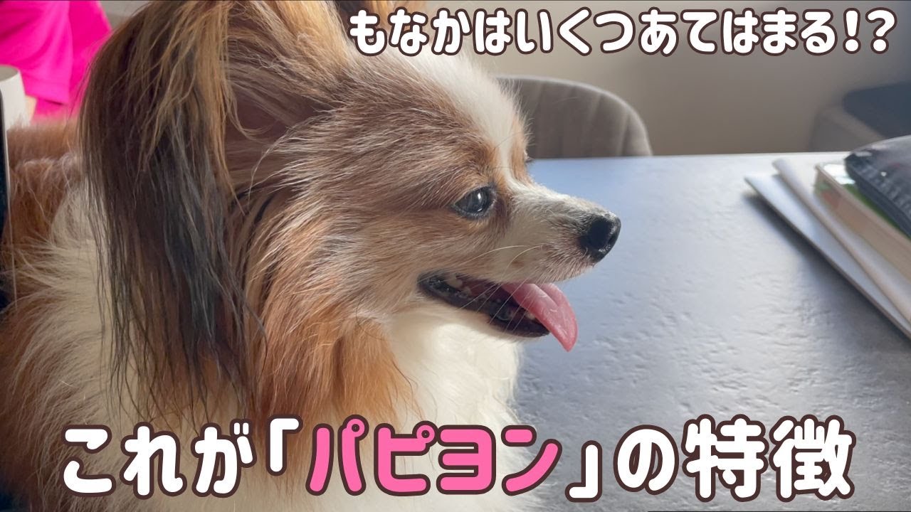これがパピヨンの特徴！“もなか”で検証してみた【もなか日記】