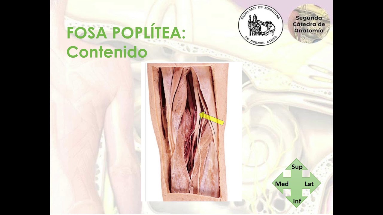 L4.1 | Fosa poplítea | Anatomía 2 | FMed UBA