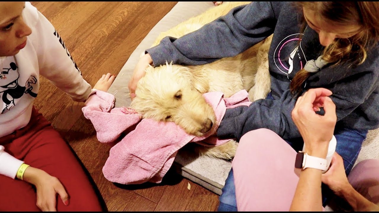 I'm Sorry Charlie! Time To See The Veterinarian!