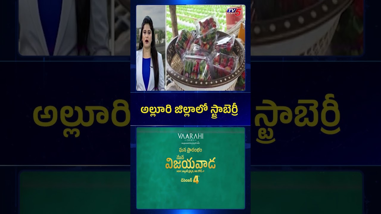 అల్లూరి జిల్లాలో స్ట్రాబెర్రీ | Strawberry season has begun in Alluri District | TV5 News