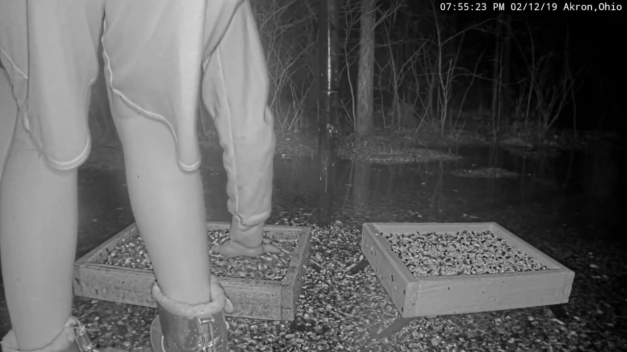 Cold, wet evening but curators wearing shorts !!! ~  Ohio, USA   Bird Watching HQ 1 1