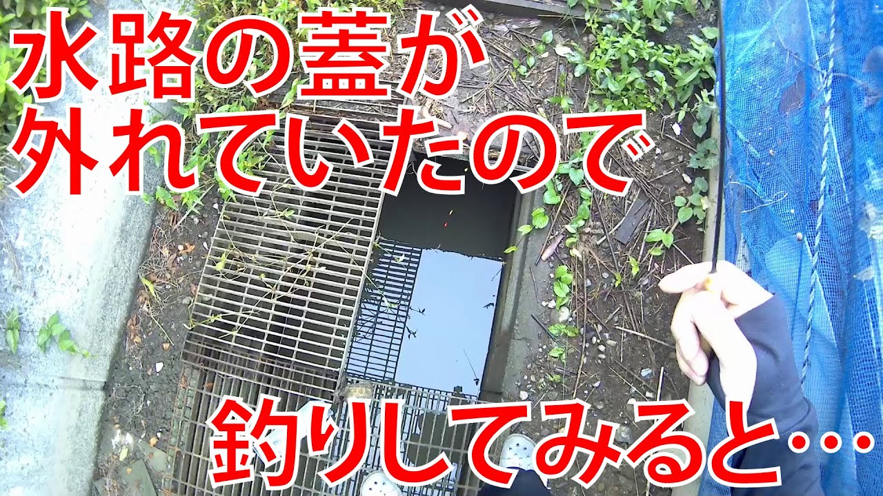 水路の蓋が外れていたので釣りして見たところ…【埼玉県タナゴ探し】