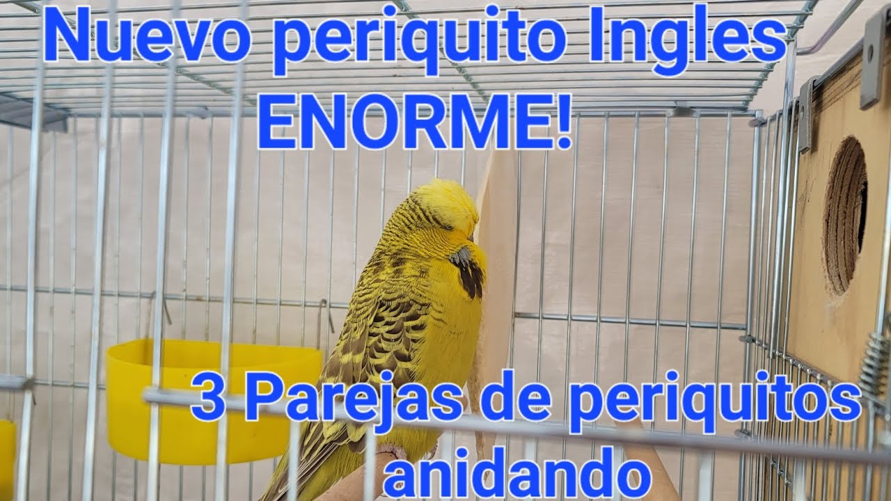 Ya hay muchos huevos en el aviario! + Nuevo periquito Ingles