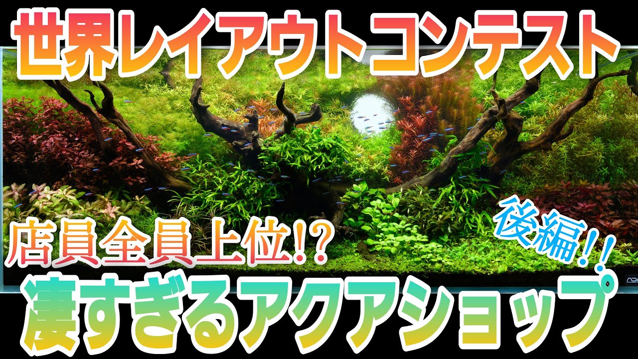店員全員が世界レイアウトコンテスト上位⁉凄すぎるアクアショップ‼後編‼　アクアリウム　aquarium　ADA　水草