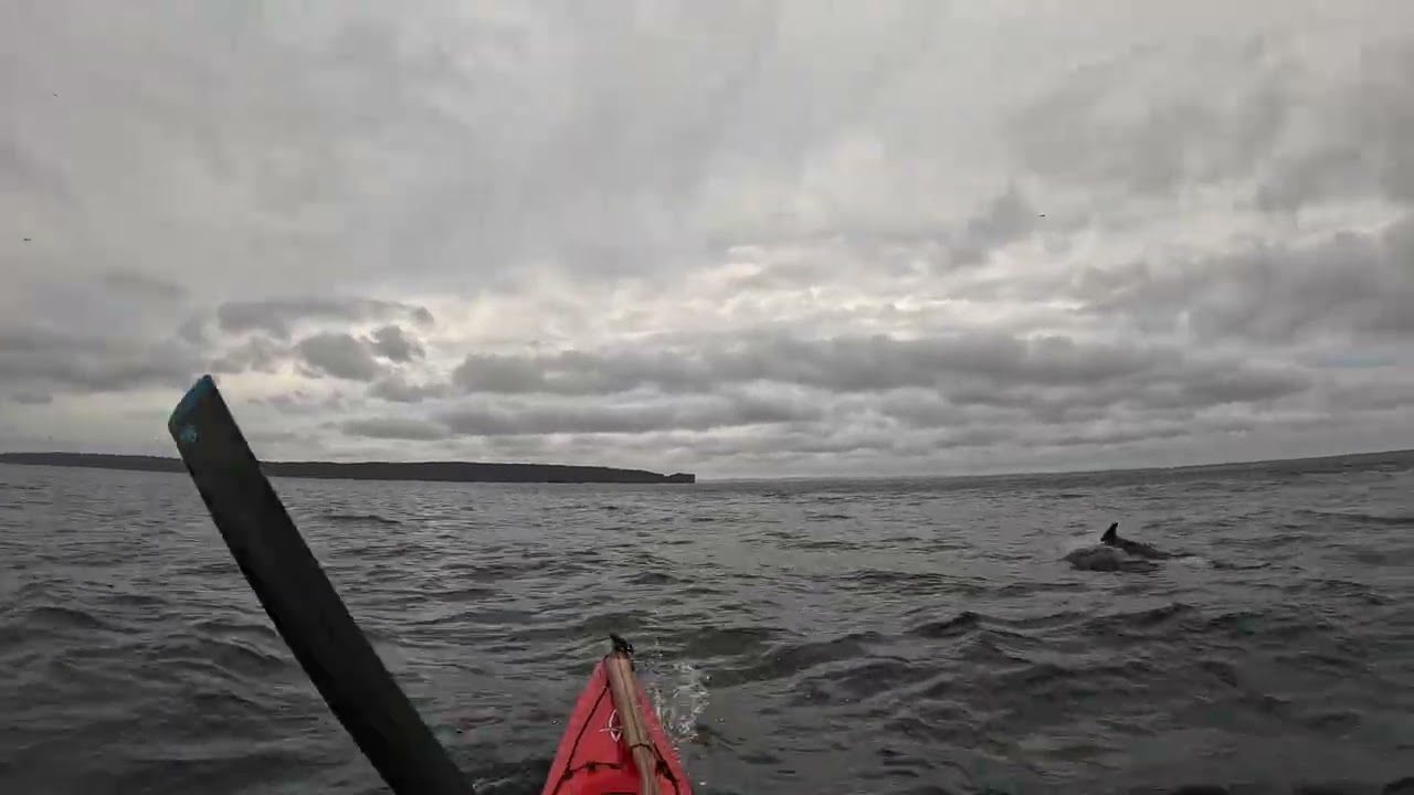 Oct 6  2024 Dolphins, Conception Bay