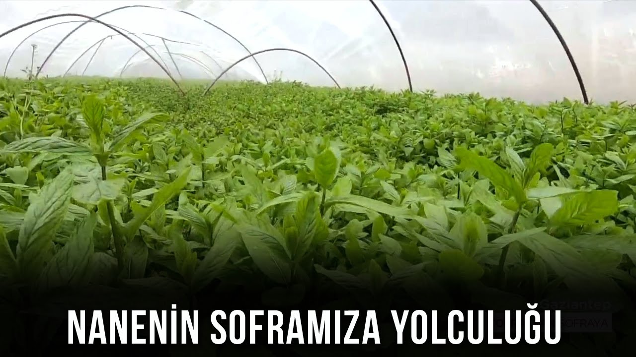 Nane Toplanırken Nelere Dikkat Edilmelidir?🤔 - Topraktan Sofraya
