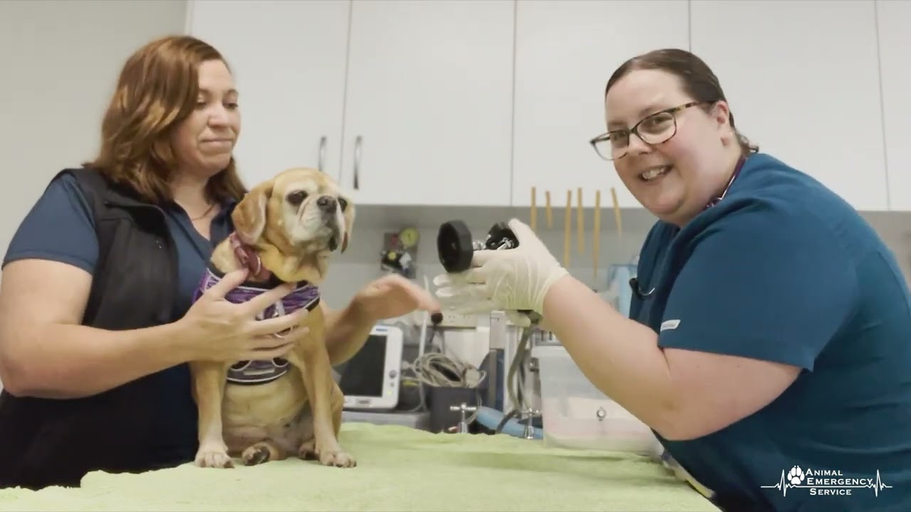 Cane Toads And Dogs: Poisoning Symptoms And Treatment
