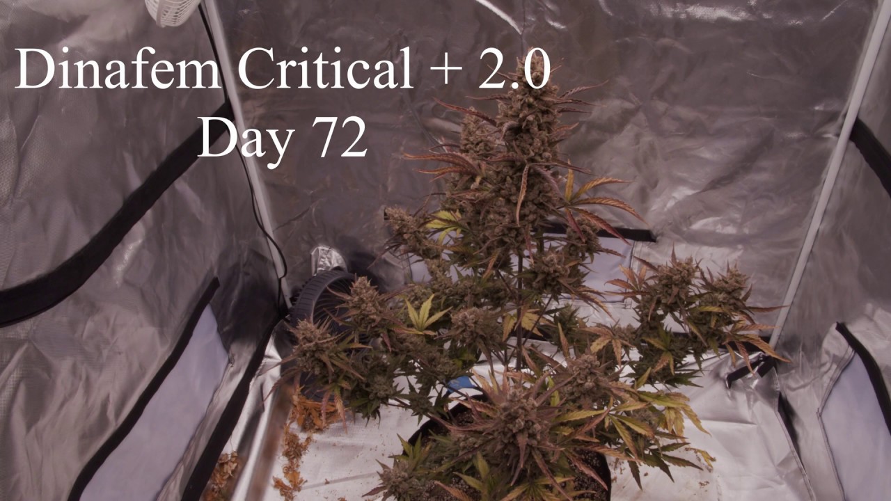 Dinafem Critical + 2.0 - Day 72
