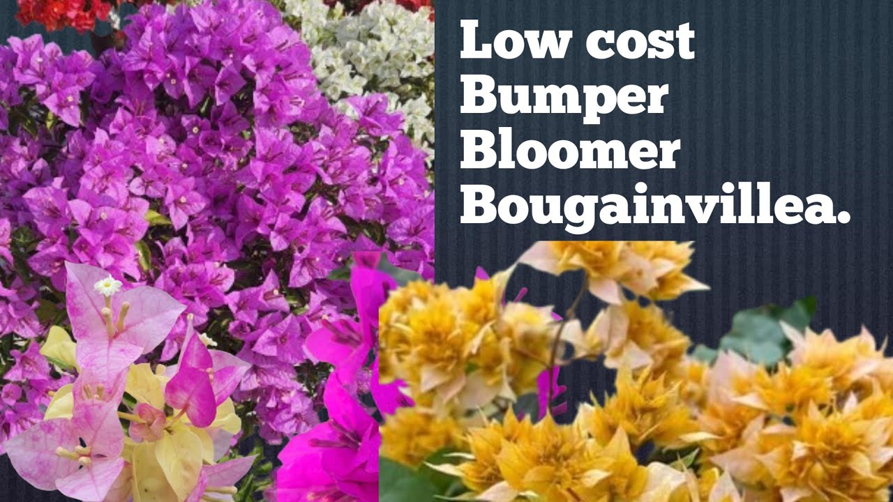 Low Cost Bumper Bloomer Bougainvillea.