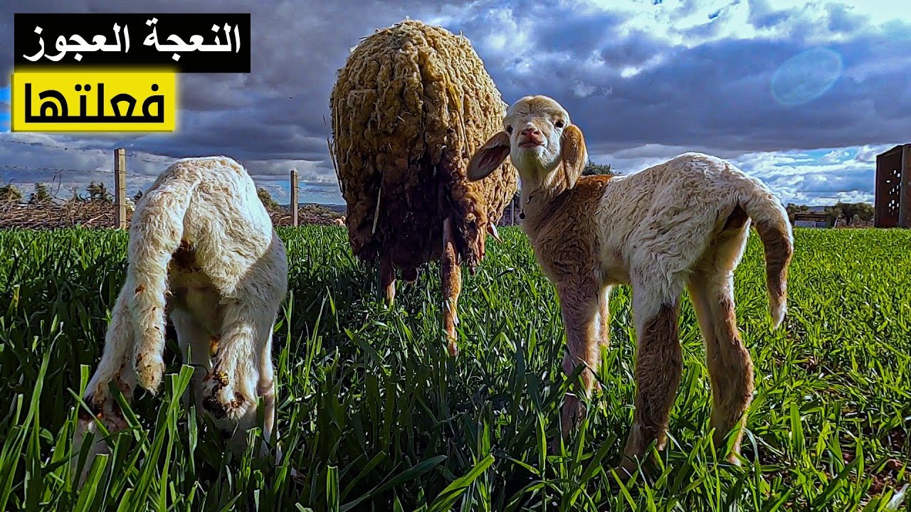 تجربة تفقيس وتربية طائر جديد بالمزرعة/ واخيرا احتفلنا بولادة العجوز😍😍