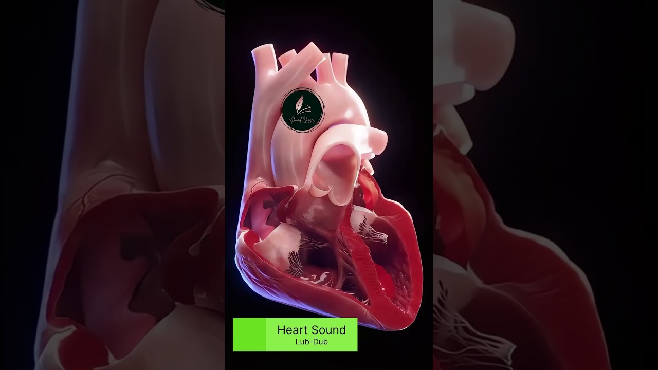 Heart Sound | Lub-Dub Sound | Valve Sound #science #facts