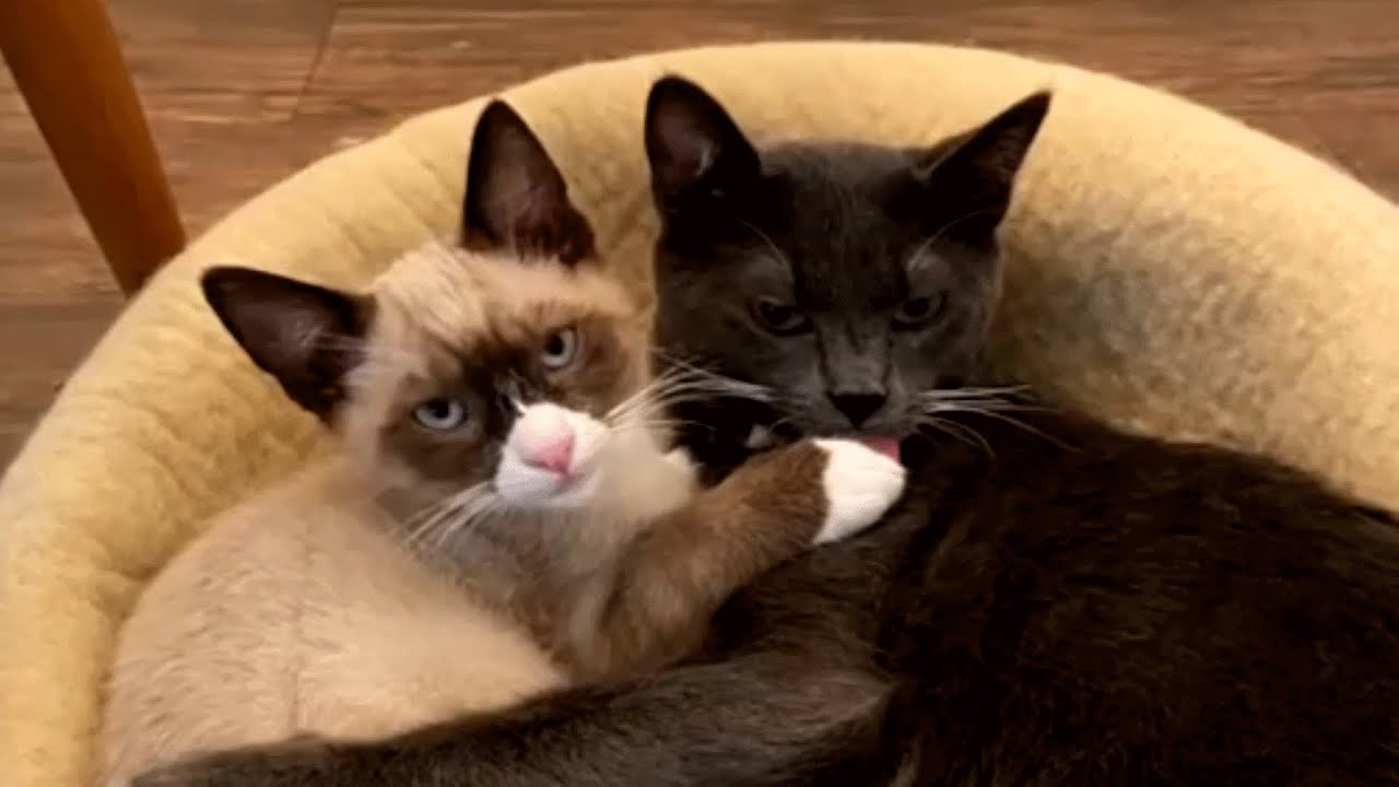 This special needs cat has an emotional support cat