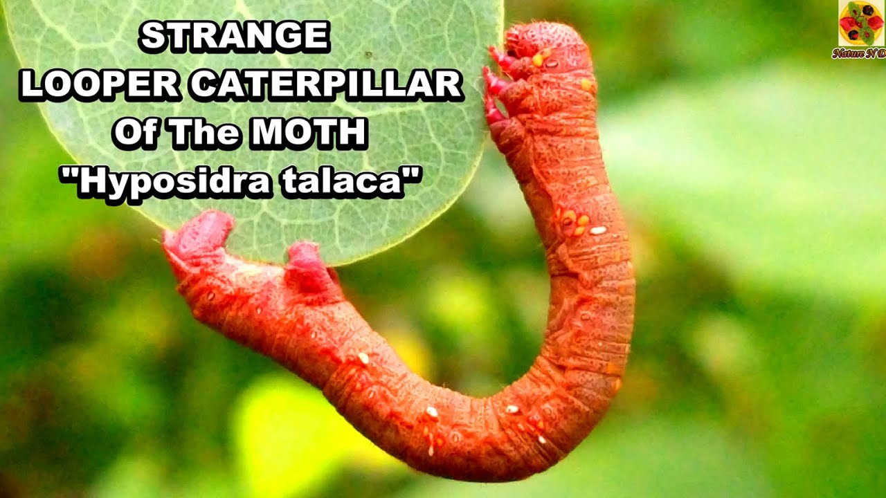 “LOOPER CATERPILLAR Of Hyposidra talaca Moth”. BLACK LOOPER. BLACK INCH WORM. Wild Moth Caterpillar