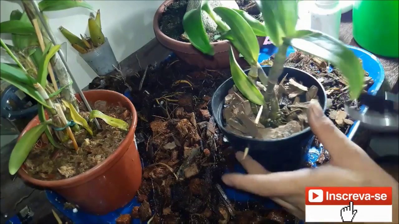 ORQUÍDEA DENPHAL PÓS COMPRA OQUE FAZER