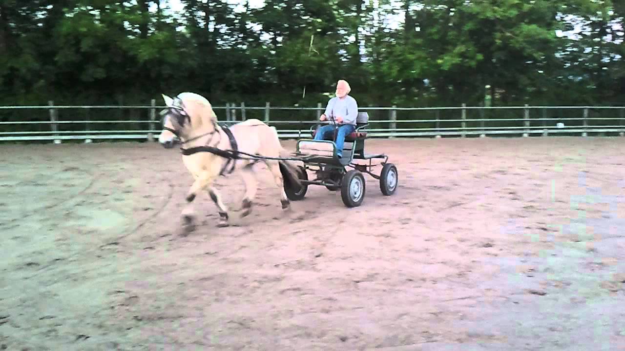 Fjordenhengst Alm Glimt voor de wagen.