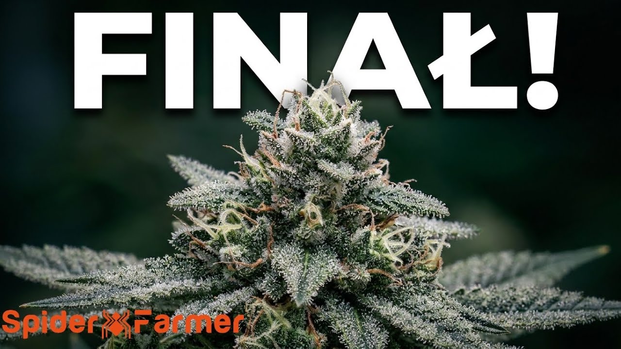 FINAŁ UPRAWY - REKORDOWE ZBIORY !!! (Spider Farmer SSG AC5)