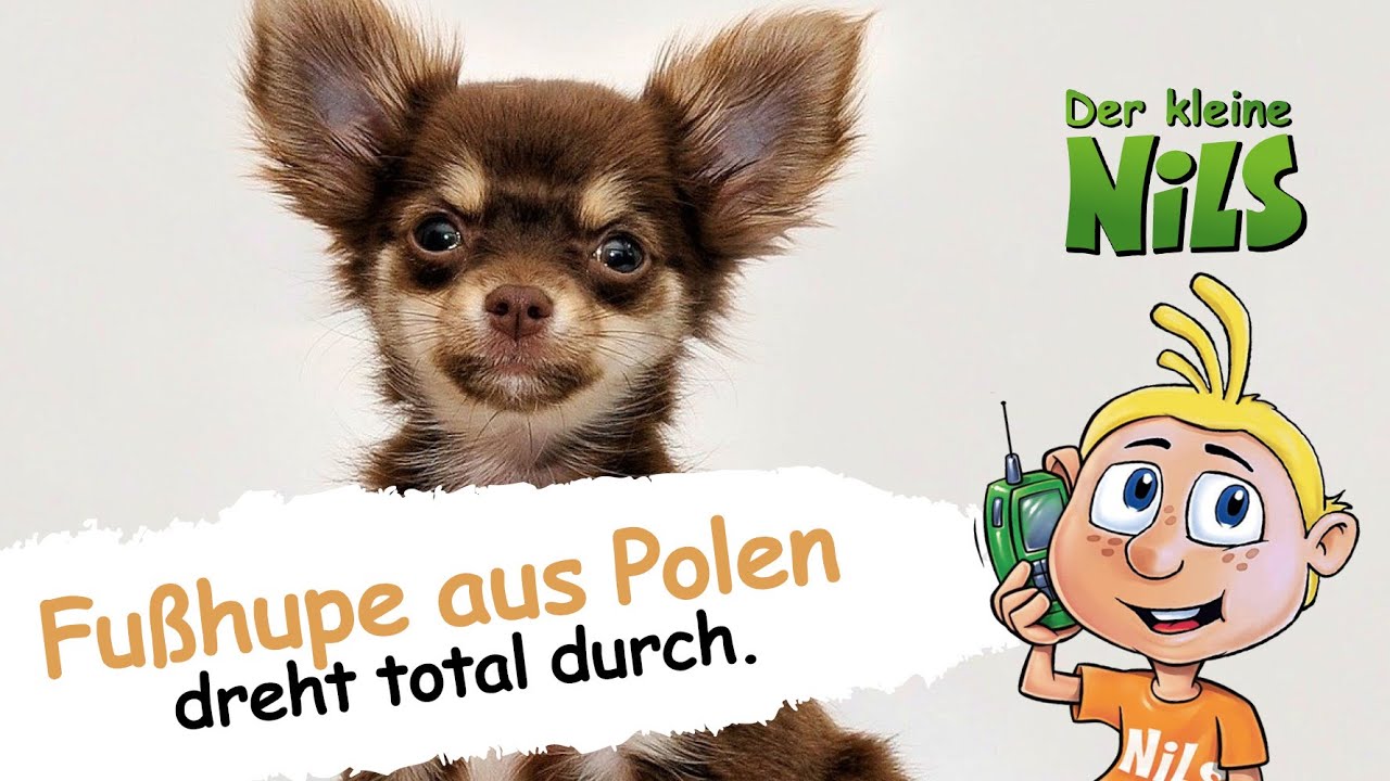 Der kleine Nils - Aggro Chihuahua (Spaßtelefon)