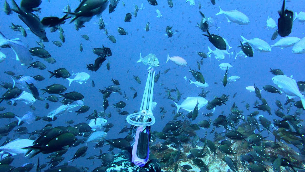 Spearfishing Secret BlueWater Drop-off in New Zealand