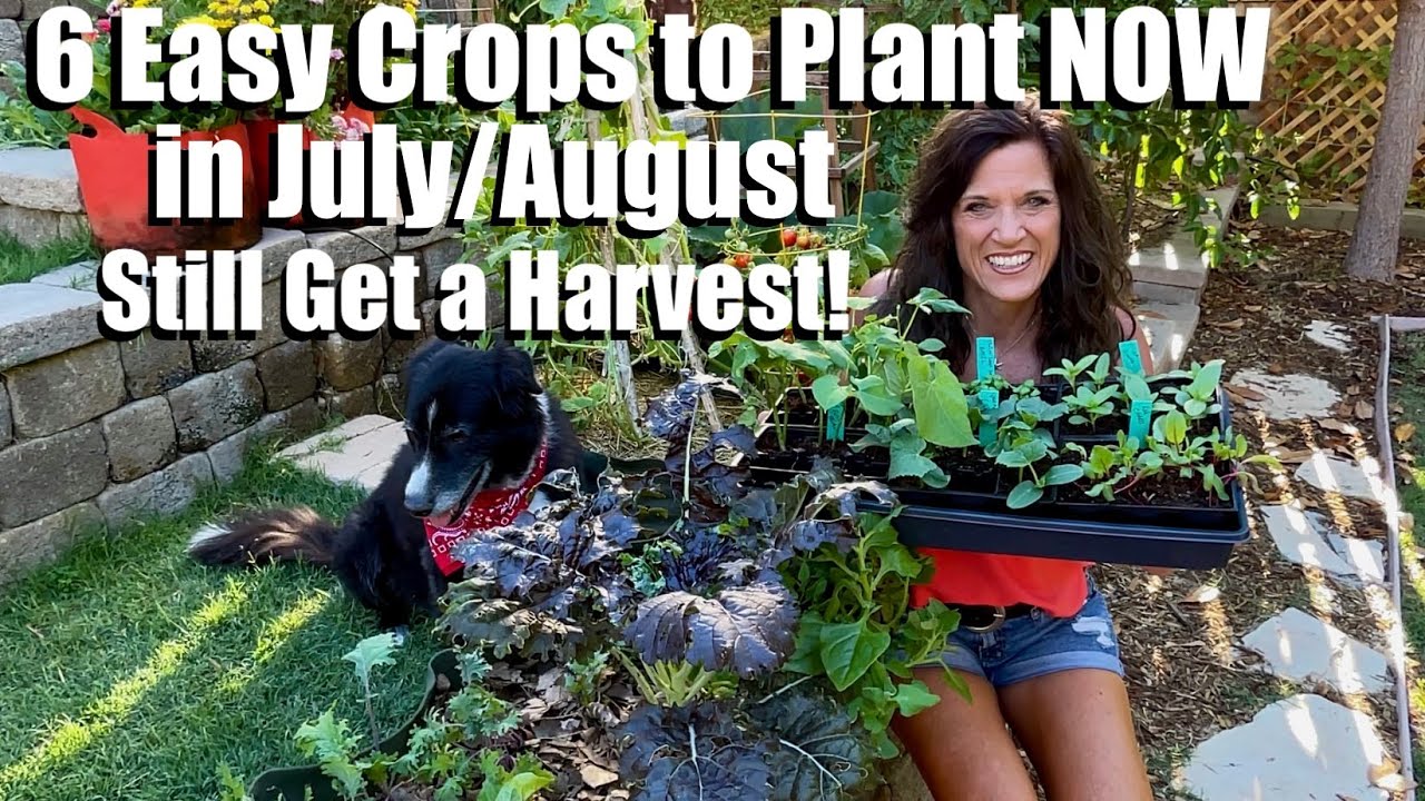 6 Easy Crops to Plant NOW in July/August (And Still Get a Summer Harvest!) 🥒🫘🍅