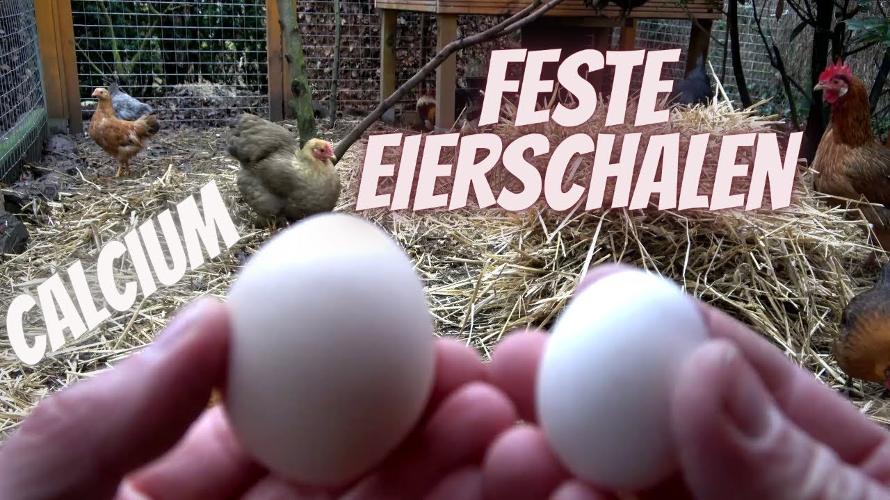 Hühner Tipp 7 - Feste Eierschalen - Calciumversorgung der Hühner - Fütterung - Hühnerfutter