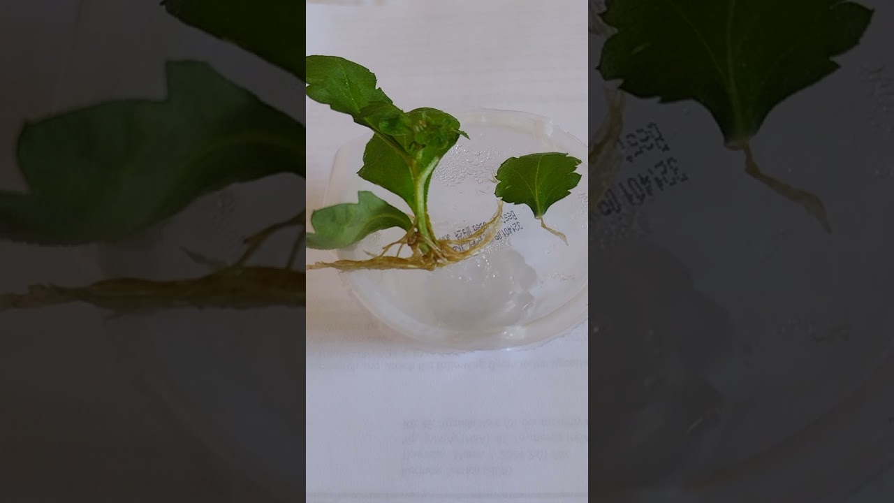 Rooting Chrysanthemum in Water