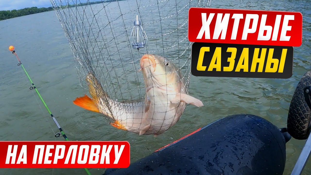 МОЩНЫЕ ПОКЛЕВКИ САЗАНА/ ПЕРЛОВКА И ОБЛЕПИХА, УБОЙНАЯ НАСАДКА/ РЫБАЛКА НА САЗАНА