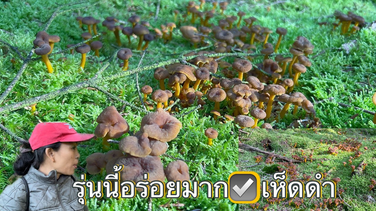 ดงเห็ดดำกำลังอ่อนงามสวย # ดึงเอาดึงเอามันมือมาก.28/9/2024.